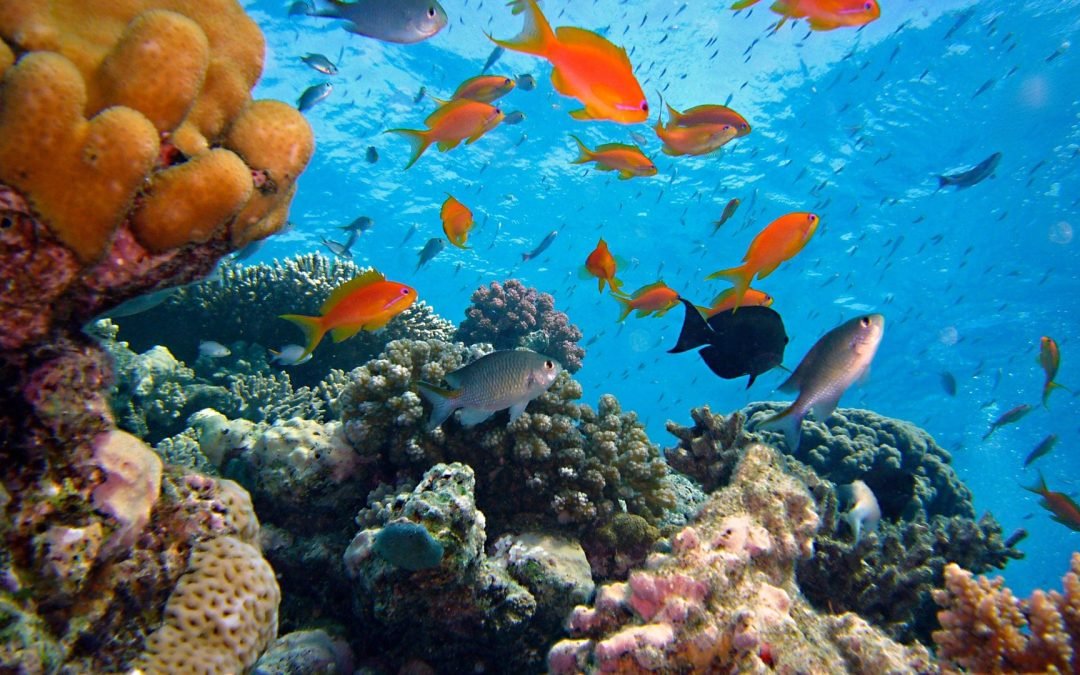 Le pillole di ottimismo 1 dicembre 2025