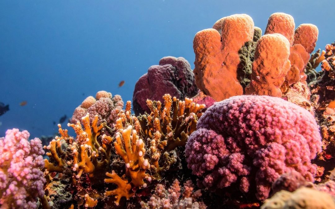 Le pillole di ottimismo 19 gennaio 2026