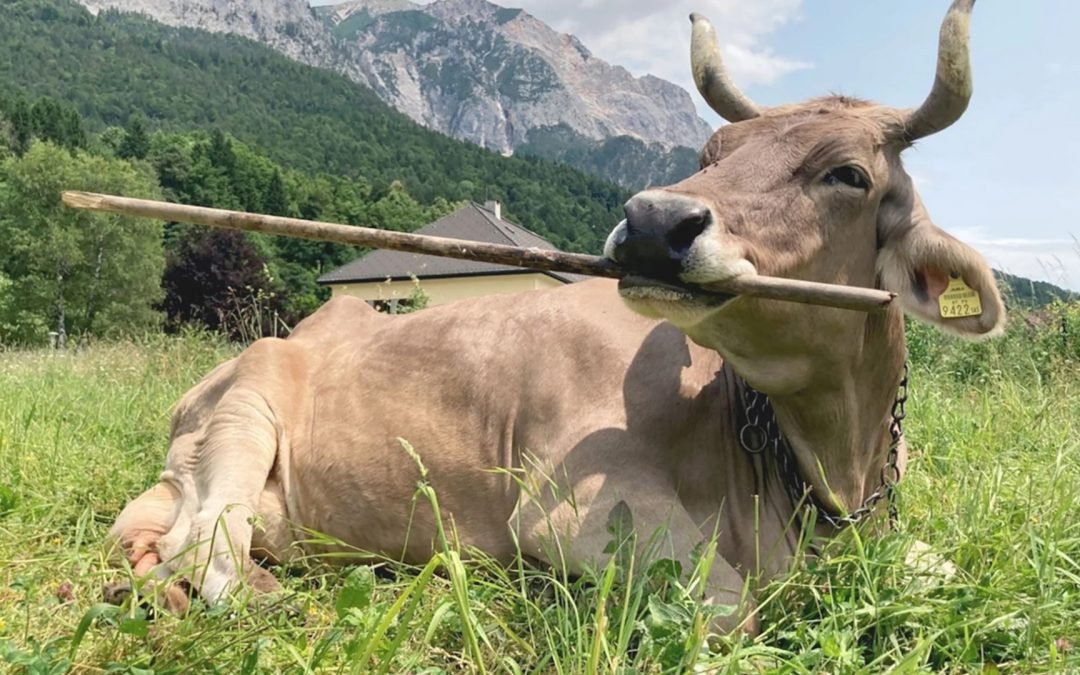 Le pillole di ottimismo 26 gennaio 2026