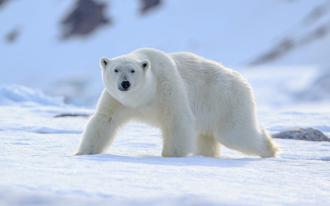 Le pillole di ottimismo 2 febbraio 2026
